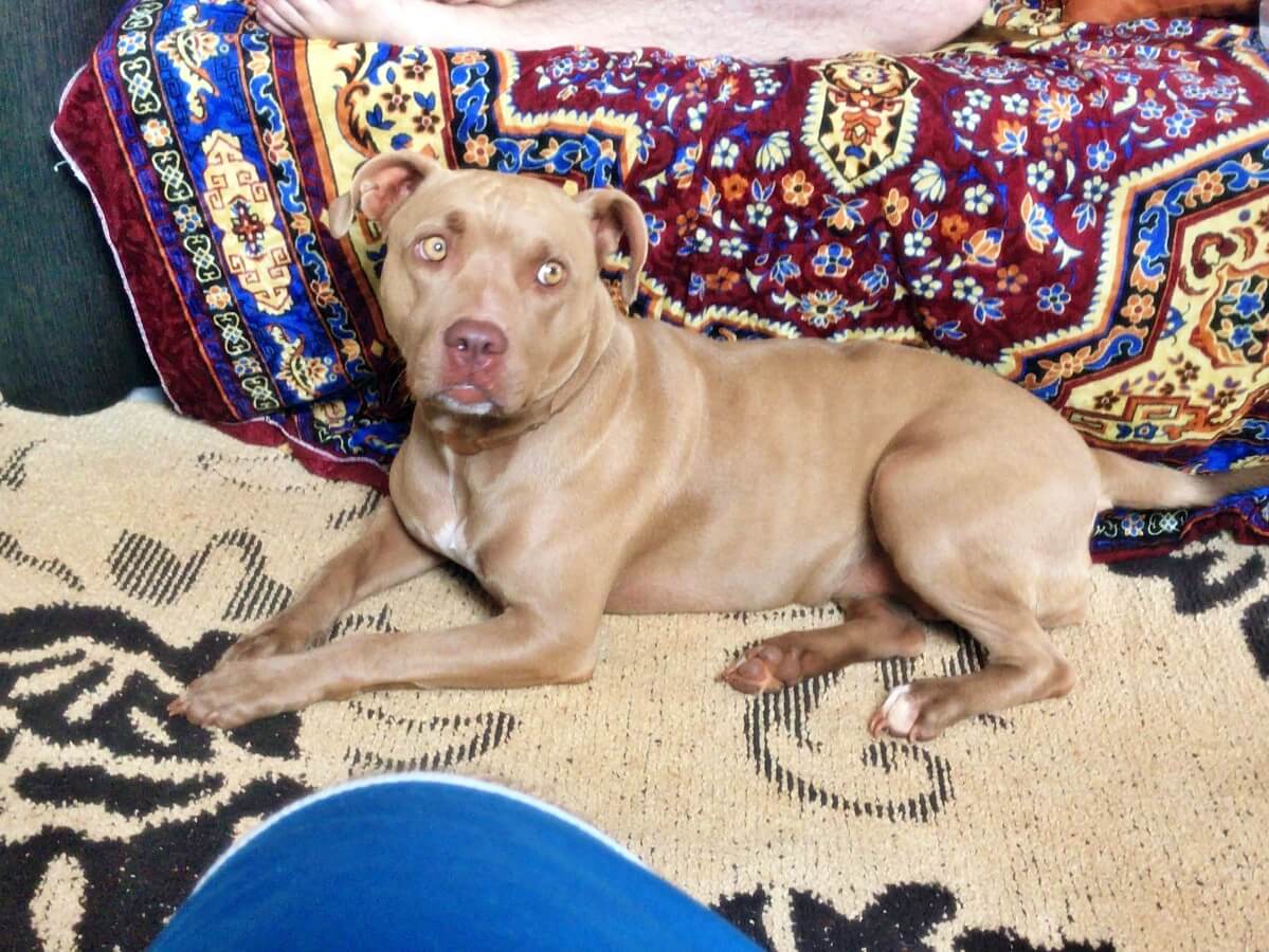Sarah, the pitbull laying on top of some rugs