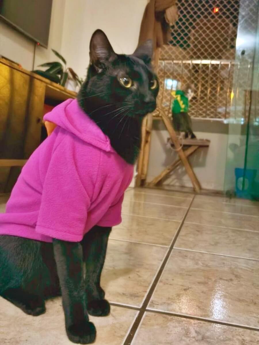 Patricio, the black cat, and Sabrino, the tabby cat, both in a sweatshirt