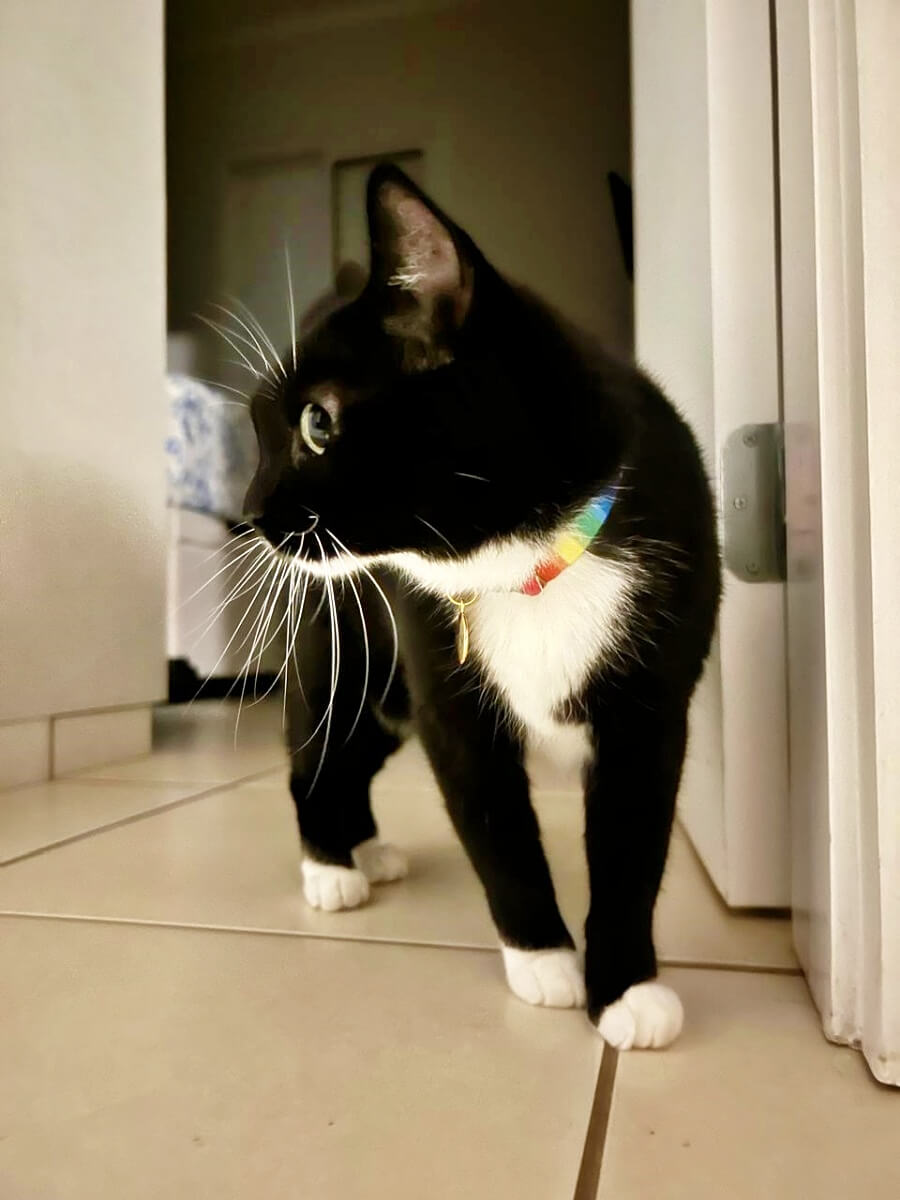 Toni, a tuxedo cat, trying to avoid the camera