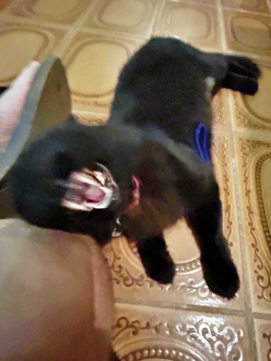 Sushi, a fluffy black cat, yawning