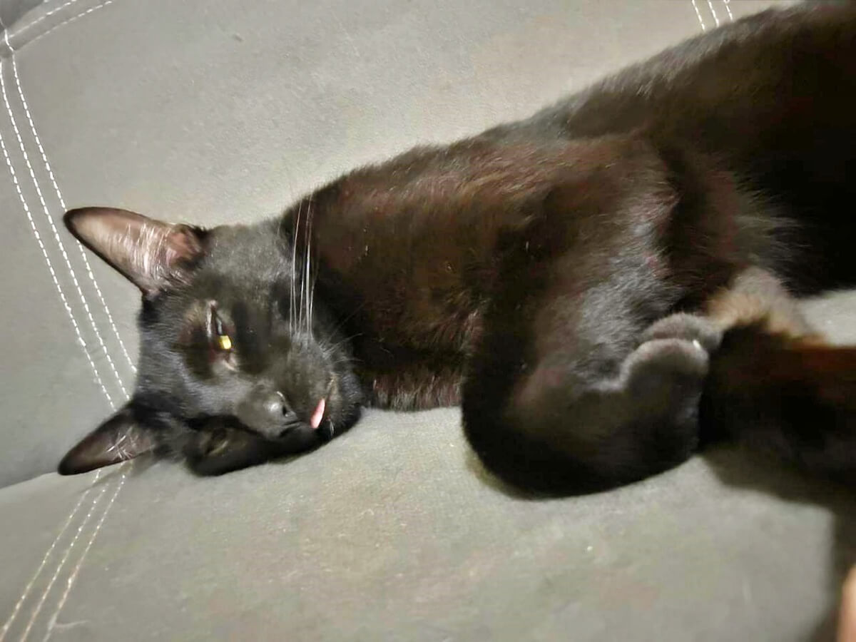 Patricio sleeping with his tongue out