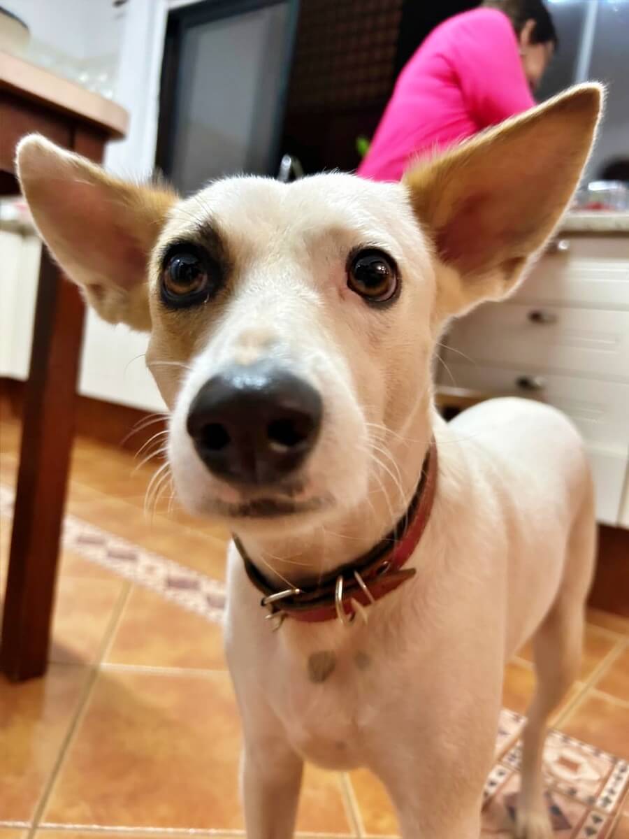 A white dog staring at the camera