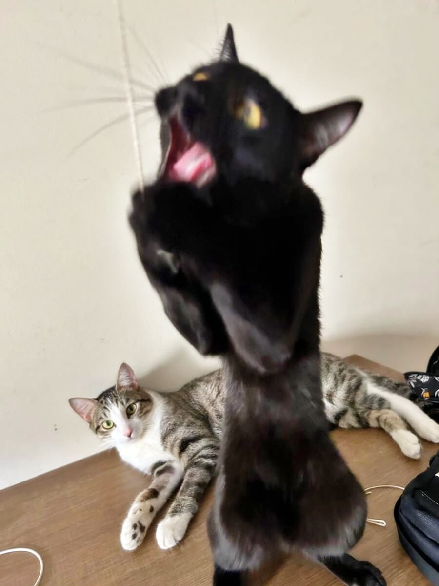 Patricio catching a string while Sabrino watches in the background