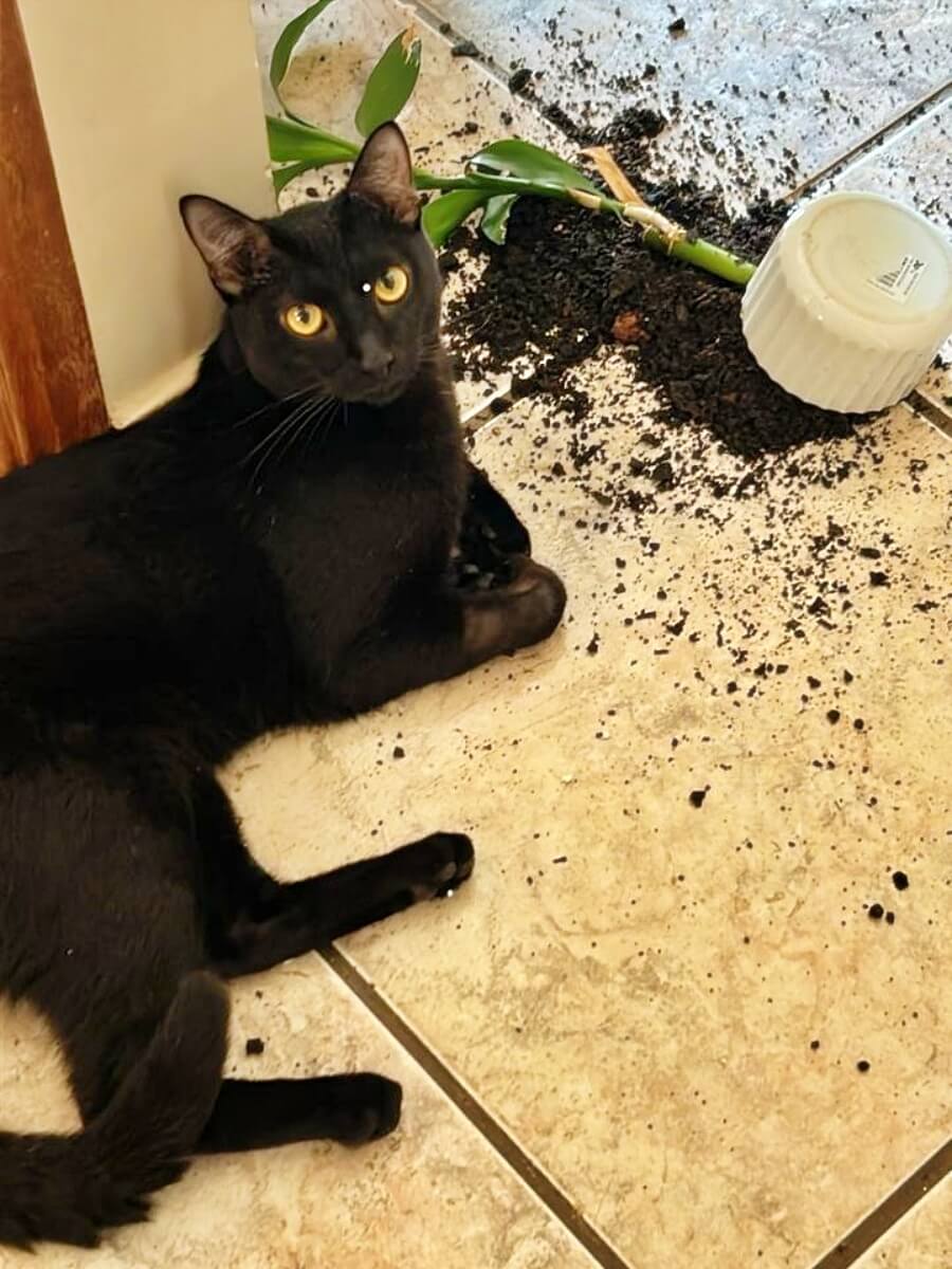 Patricio, the black cat, next to a vase he broke