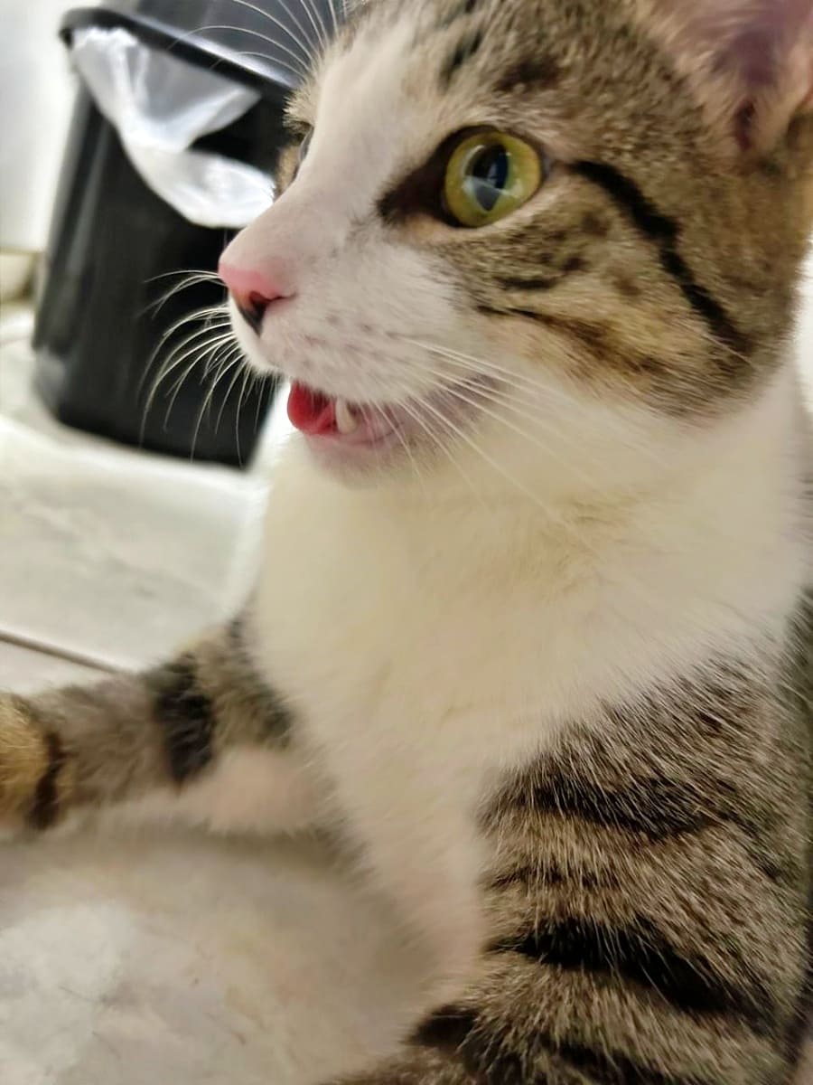 A close up of Sabrino after zoomies