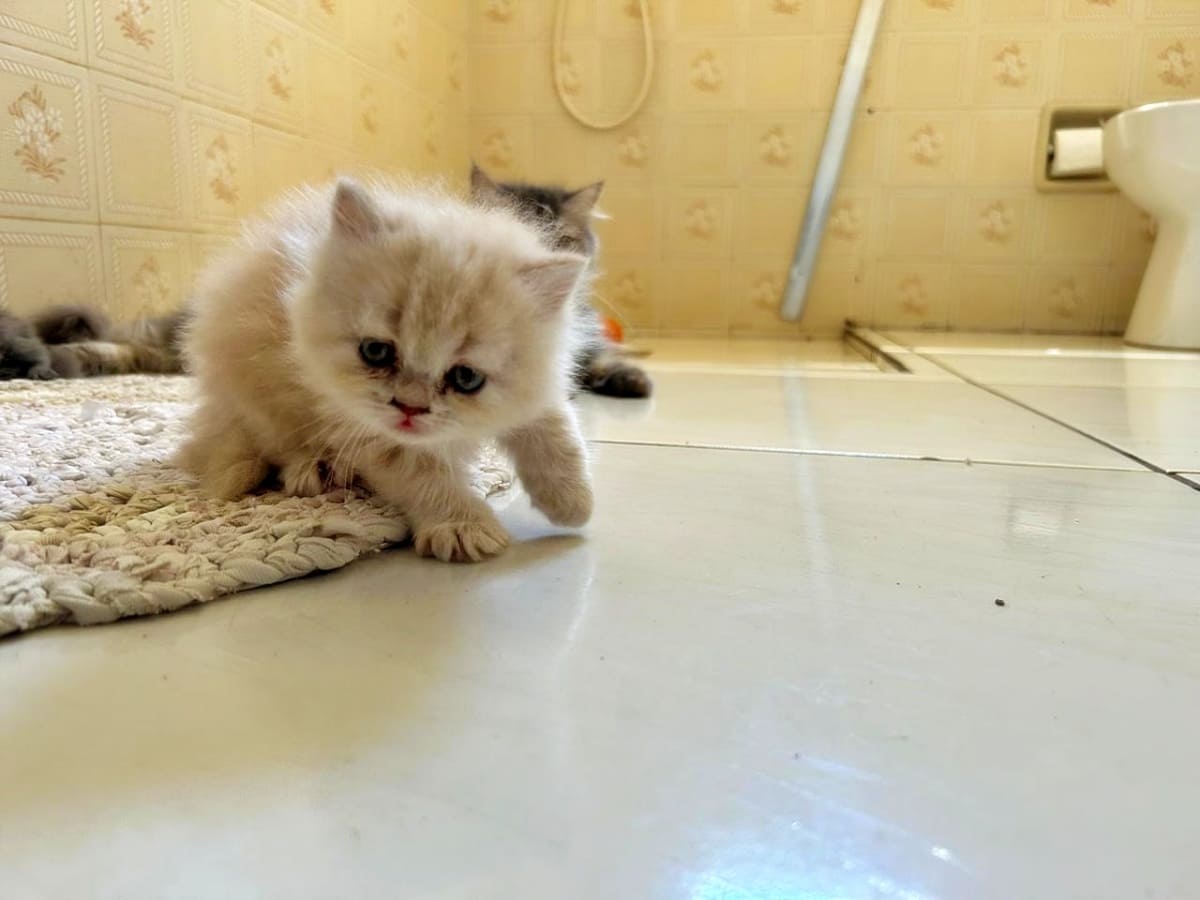 Baby, the fluffy yellow cat, as a kitten, hunting the camera