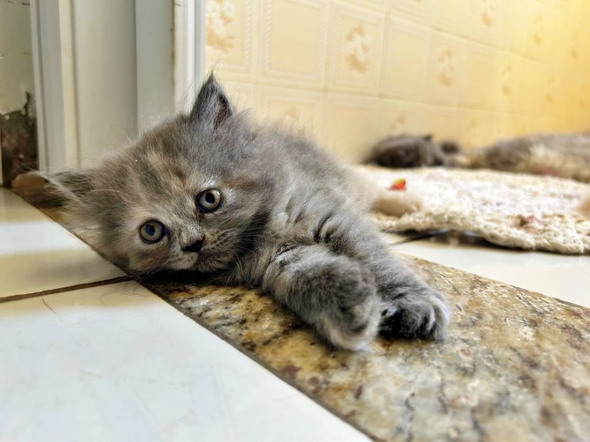 Filó, another of Babi's kittens, a fluffy grey cat, laying by the door