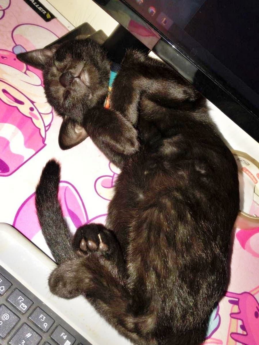 Baby Patricio sleeping on my desk