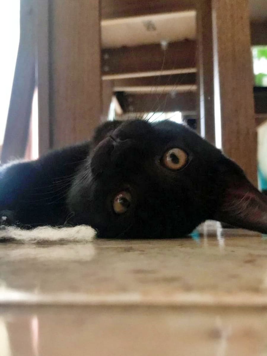 Patricio under a chair looking to the camera while turned upside-down