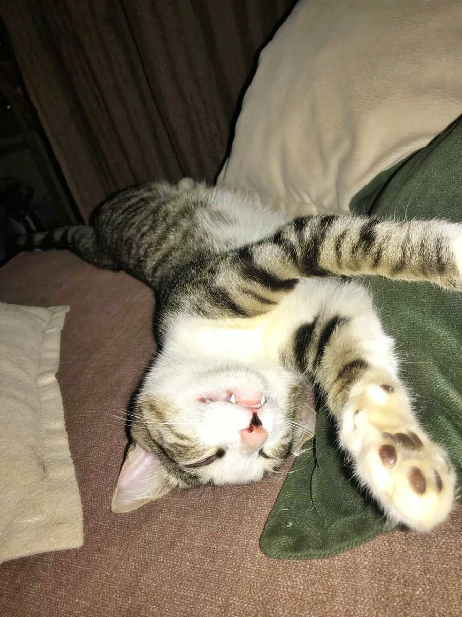 Sabrino sleeping with his belly up on the couch