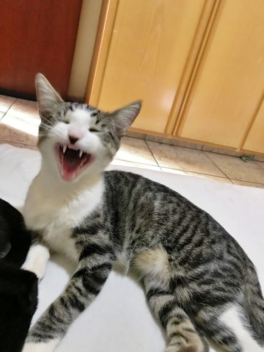 Sabrino yawning