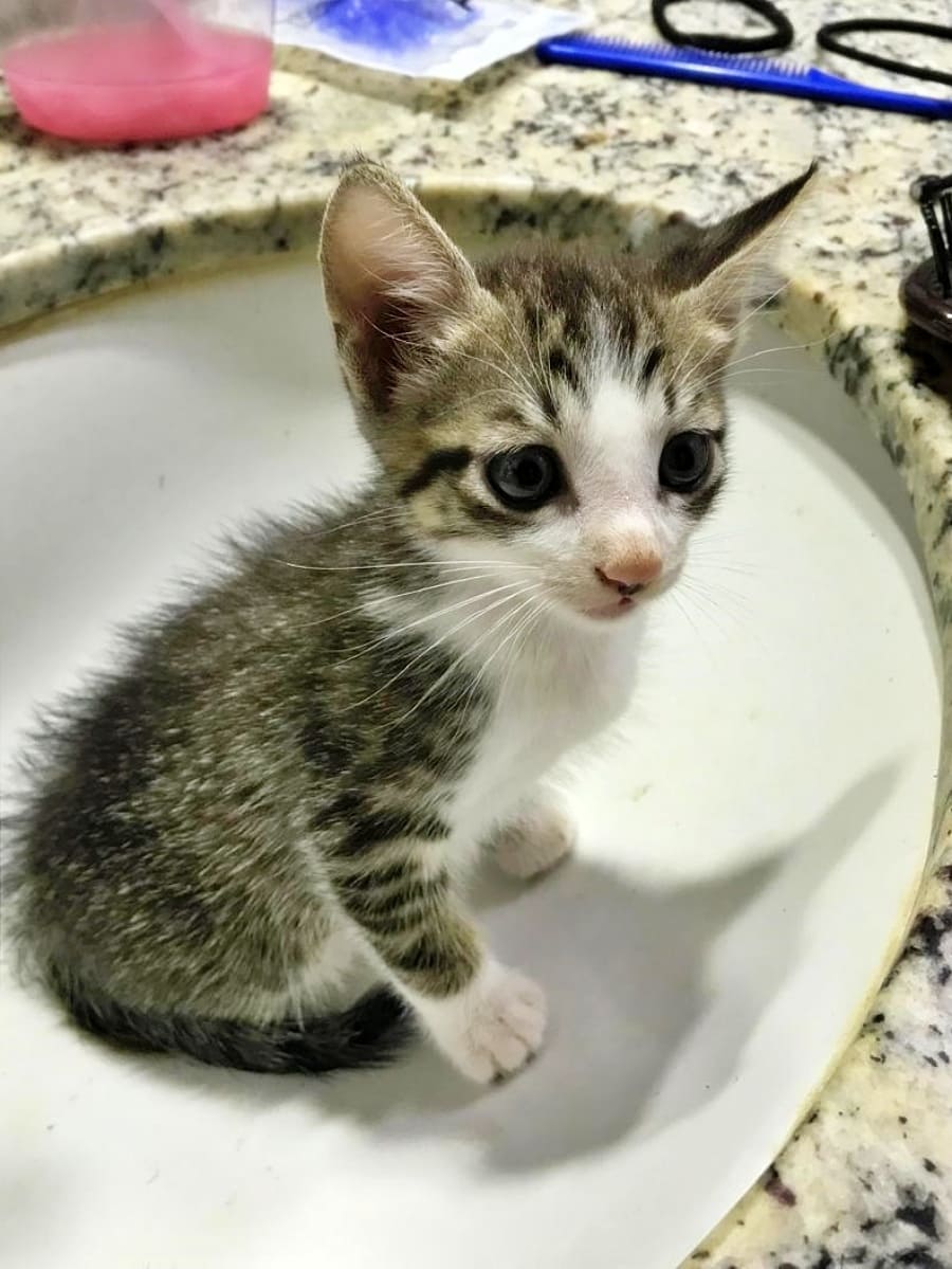 Baby Sabrino sitting inside bathroom sink