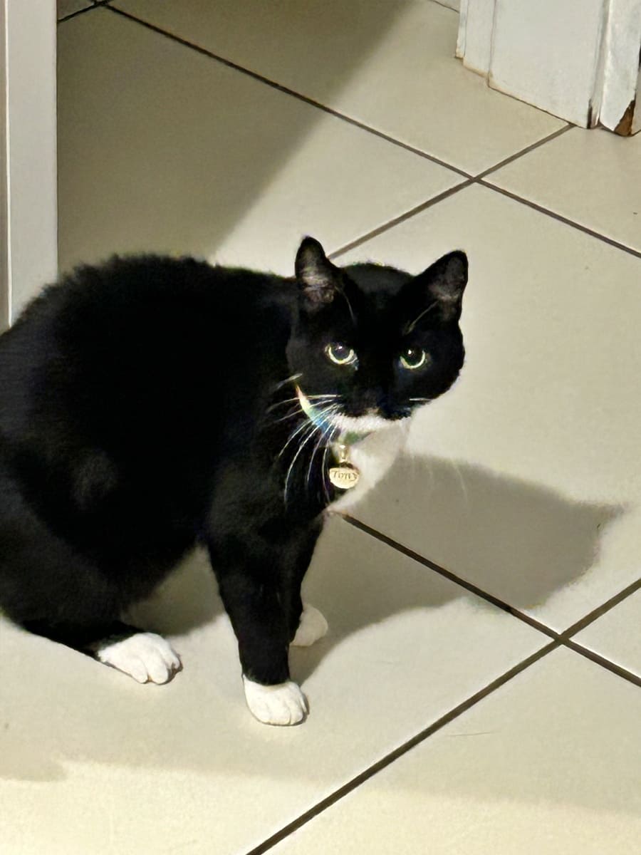 Tony, the tuxedo cat, looking to the camera