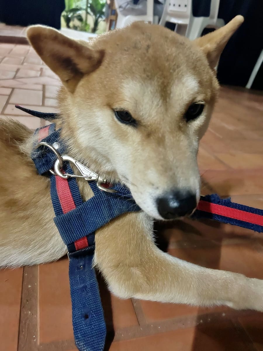Tonkatsu, the shiba inu
