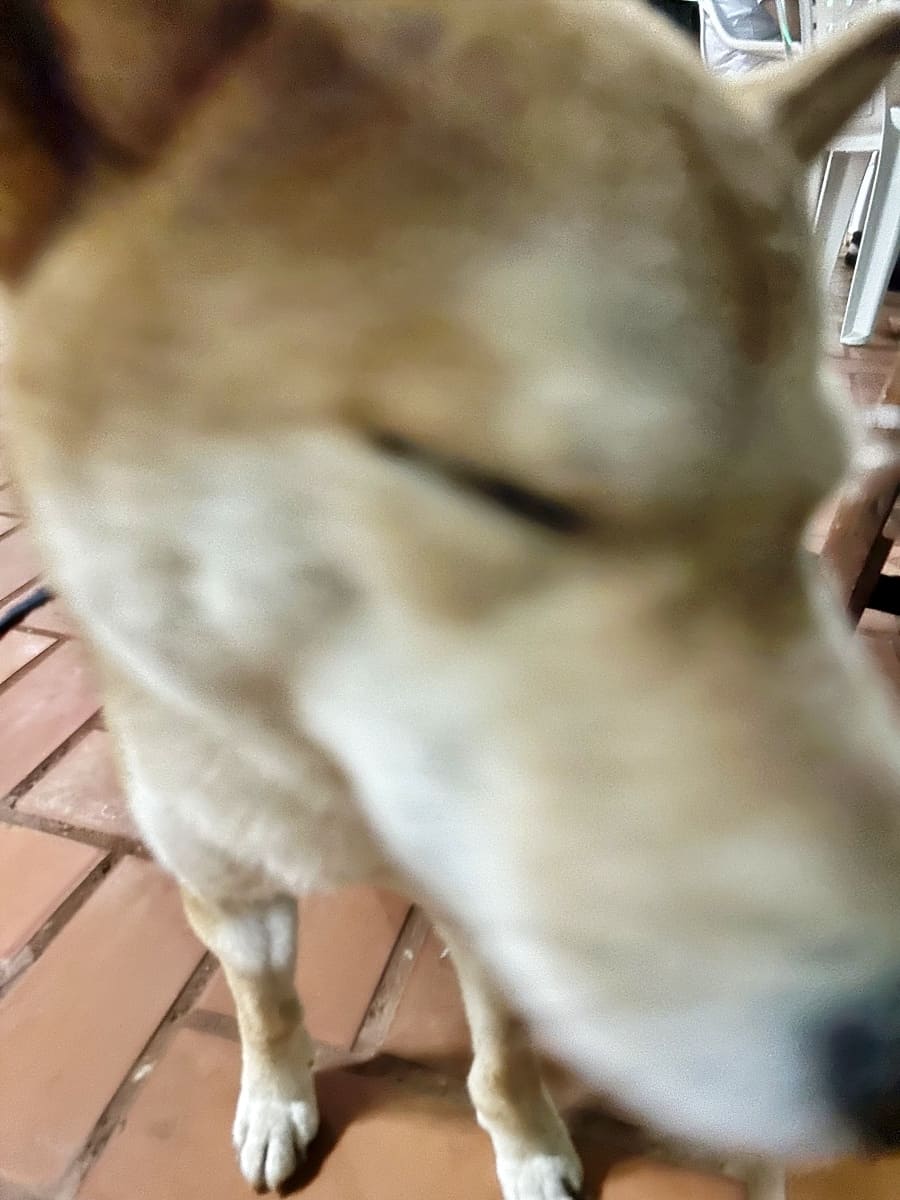 Close up of Tonkatsu the shiba inu