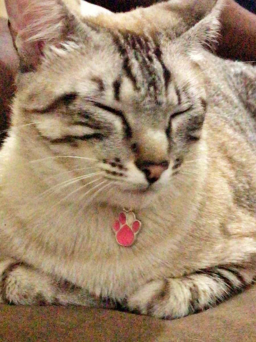 Zoe, a tabby cat, sleeping