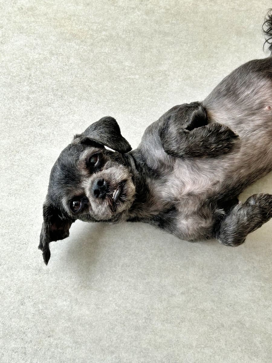 Mel, a small black dog, asking for pets while showing her belly