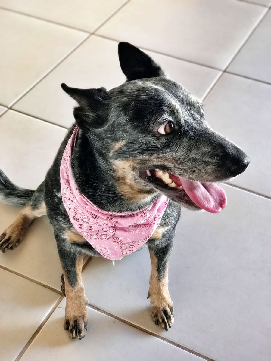 Amora, a blue heeler, with a pink bandana tied around here neck looking away from the camera