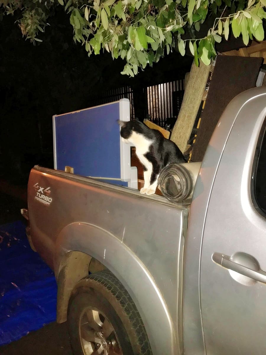 Marcos, a tuxedo cat, on a truck with furniture