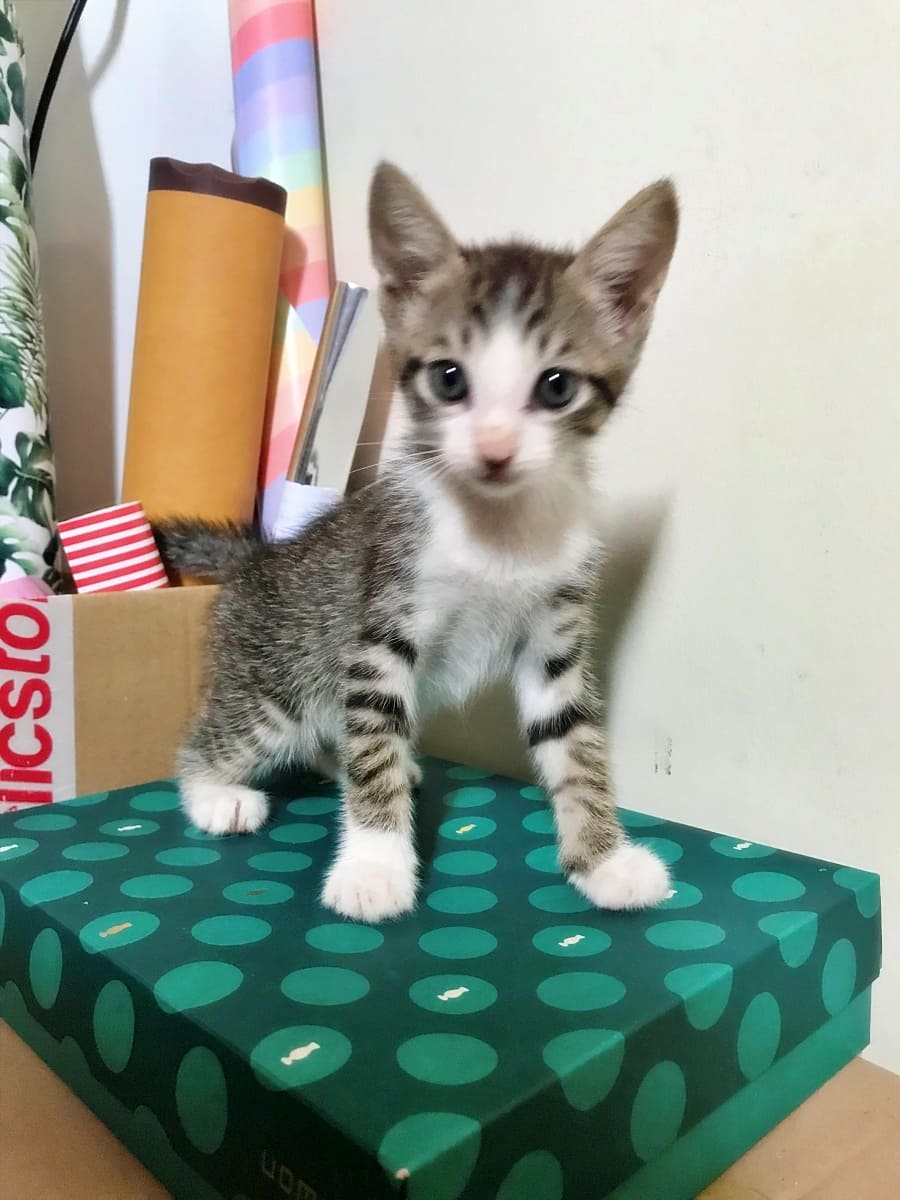 Sabrino as a baby on top of some arts and craft materials