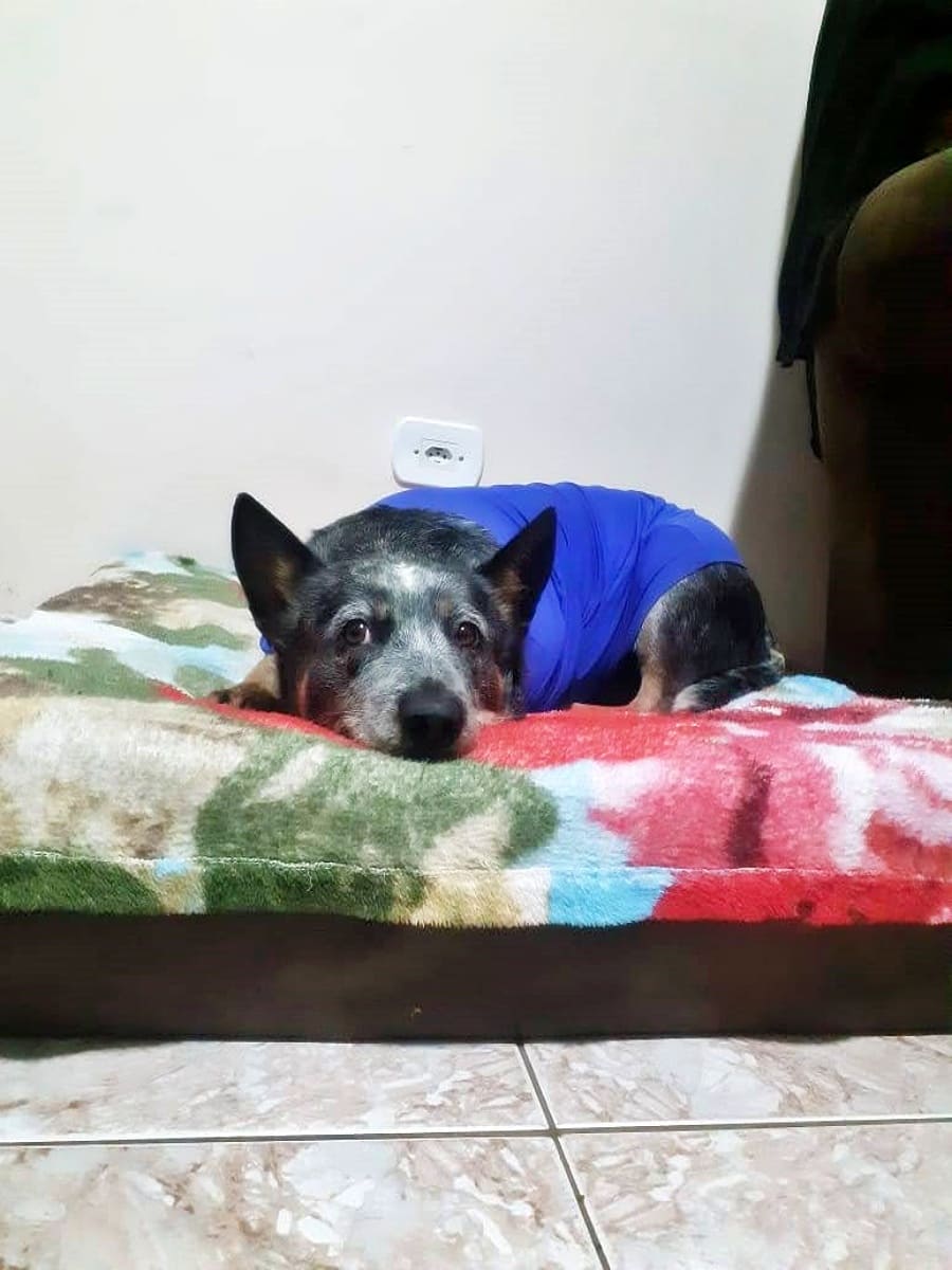 Amora, a blue heeler, laying in a pillow wearing cold weather clothing