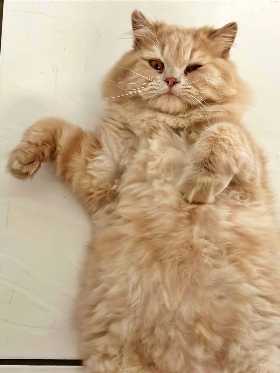 Baby, Babi's firstborn, a fluffy yellow cat