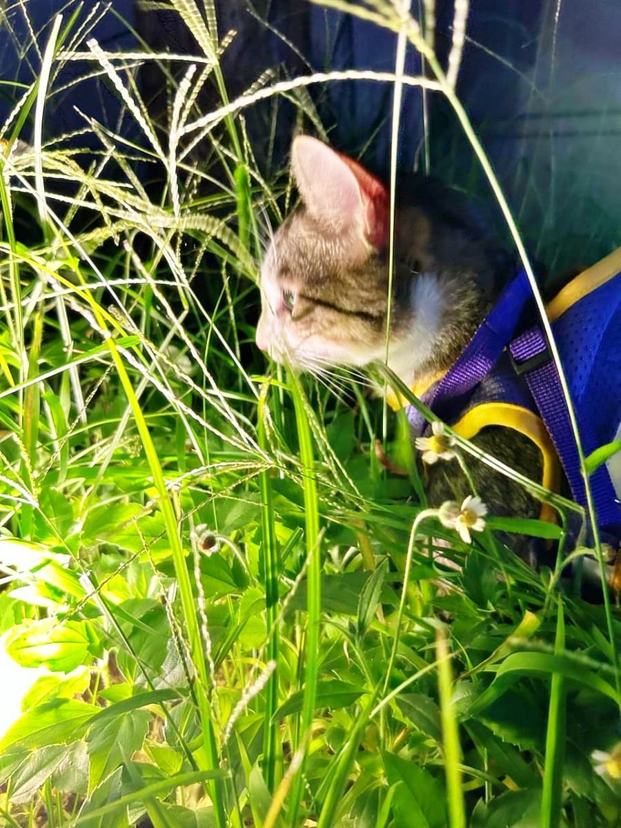 Sabrino in the tall grass looking at the bugs on a garden light