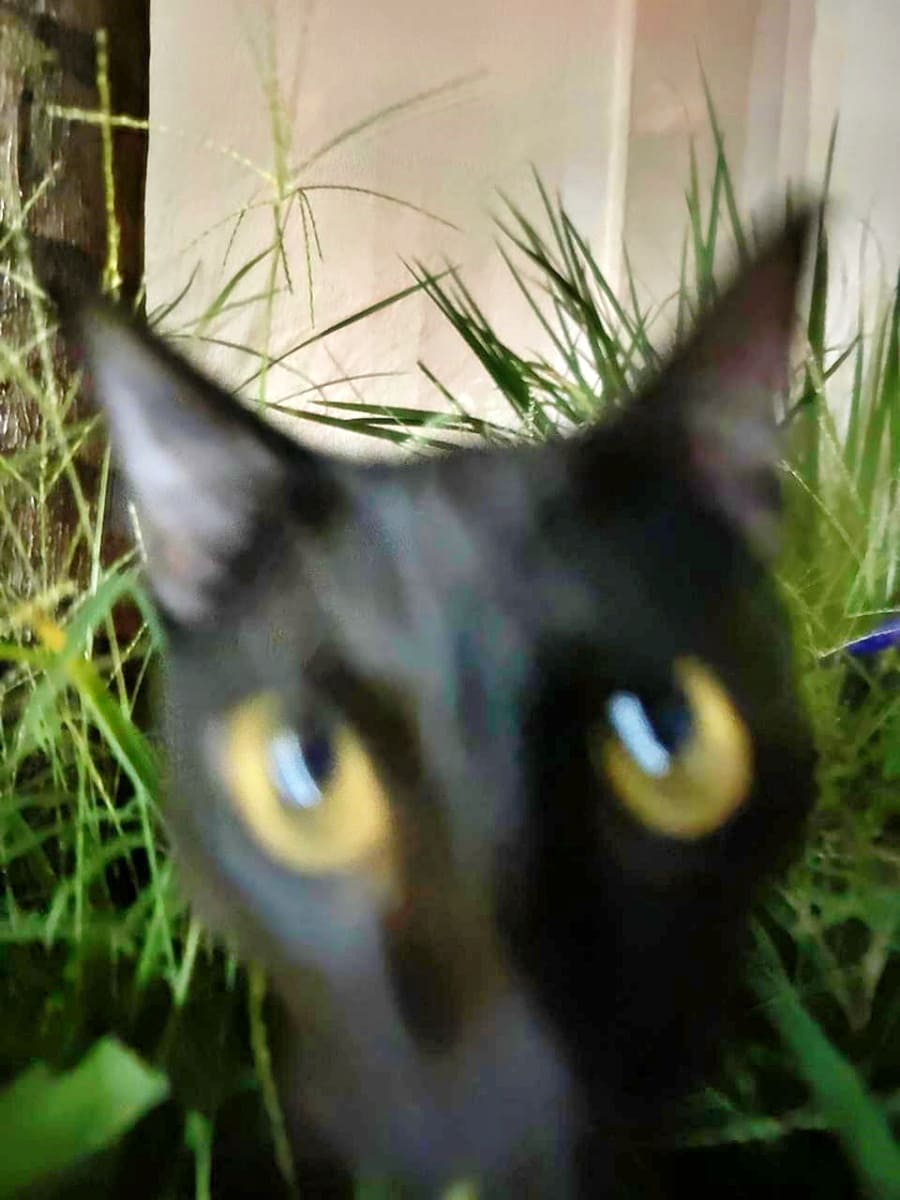 A shaky picture of Patricio hiding in the tall grass 